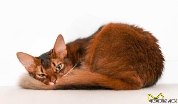 盘点那些总因外貌相似而被认错的猫咪