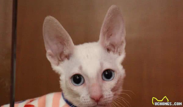 盘点那些总因外貌相似而被认错的猫咪