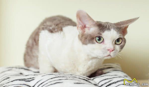 盘点那些总因外貌相似而被认错的猫咪