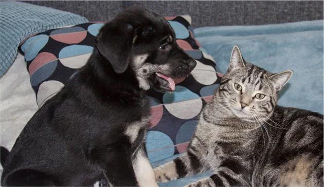 辟谣：犬猫饮食健康只注重食物质量就可以了，喂养方式同样很重要