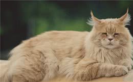 除了缅因猫、布偶猫还有哪些体型大的猫咪呢？它们都有什么特点呢