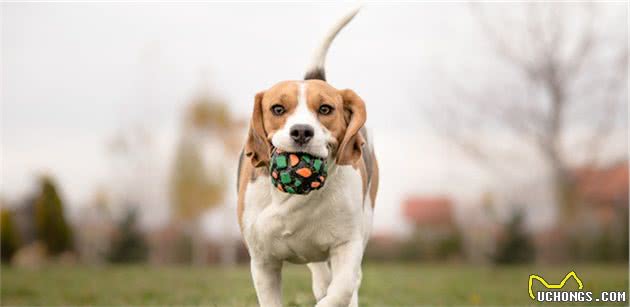 犬行为简介—正常的犬行为1