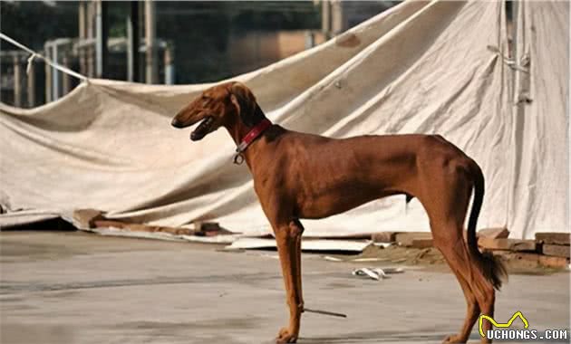 7种出了名的“中华田园犬”，你最喜欢的是哪一种？