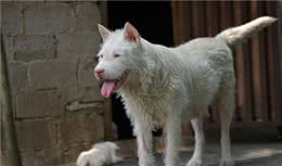 7种出了名的“中华田园犬”，你最喜欢的是哪一种？