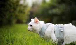 辟谣：猫不能遛？掌握正确的遛猫方式，你的猫也许可以遛！