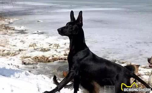 国内最原始的犬种，也能与藏獒一样忠诚，以及7种训狗方法