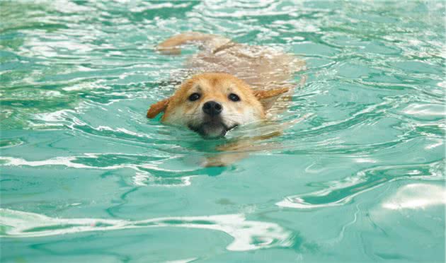 第一次养狗，柴犬和秋田犬养哪个？