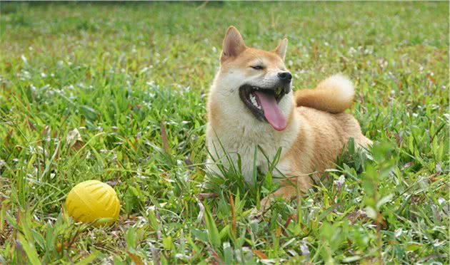 第一次养狗，柴犬和秋田犬养哪个？