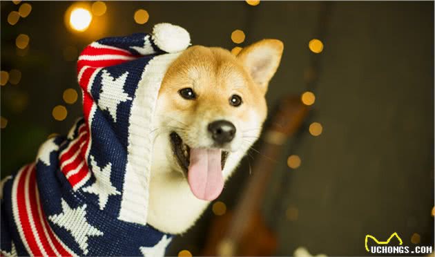 第一次养狗，柴犬和秋田犬养哪个？