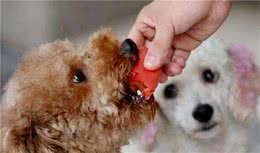 这几种“蔬菜”最害狗，可能正在偷走狗狗健康，主人还没有察觉