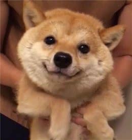 在日本超受欢迎的小柴犬，用胖胖的脸蛋憨憨的笑容，征服网友的心