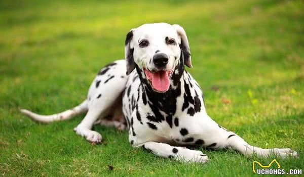 地球上3大最温顺最值得养的中型犬，你们家的爱犬有上榜吗？