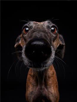 它们可能是世界上最悲惨的犬种，为狩猎而生，因狩猎而死