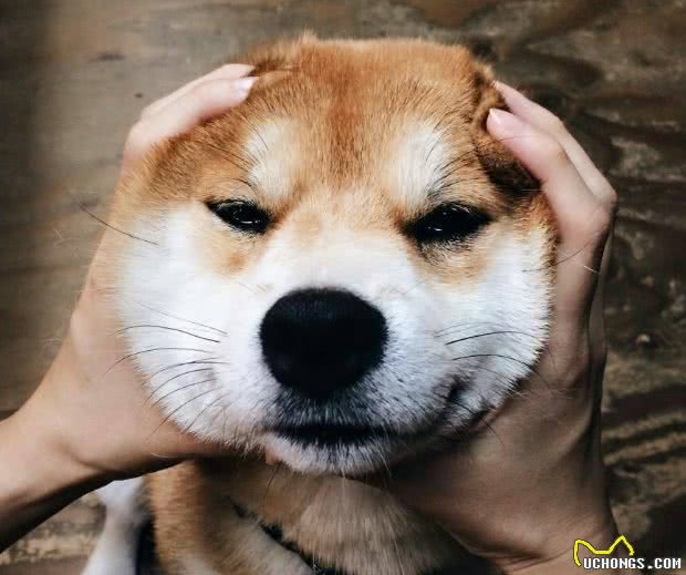 养狗很臭？这6种狗了解一下，一个月不洗澡都闻不到臭味