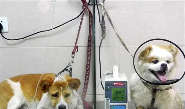 狗狗有这些情况，都是在提醒主人：“我生病了”