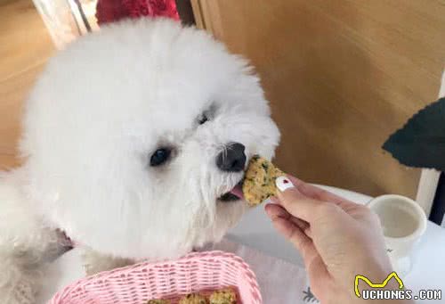 比熊一直发抖并不是冷，是这6个原因，可能是在向你求救