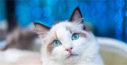 朋友送了一只布偶猫，可接到猫时被吓了一跳，这是布偶猫吗？