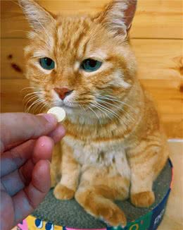 小猫咪好像有那个“社交牛牛症”