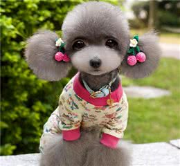 想给你的爱宠做衣服，各种身材的宠物该怎么选择服装？