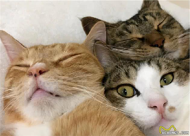 10个“软萌”猫咪名，个个都很洋气可爱—母猫版