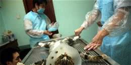 猫和狗的绝育建议一致吗？啥情况不绝育？收下这份最全面绝育说明