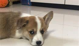 有这5种情况的柯基犬不值得买，想养柯基的睁大眼睛，看清楚了