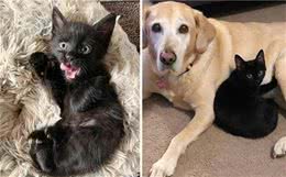 主人领养了只流浪猫，被家里狗狗直接收来当小弟，宠着它还照顾它