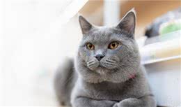 “蓝猫”的饲养注意事项，你还不知道？