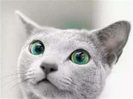 每天送你一只猫，（十三）俄罗斯蓝猫，冬天的精灵