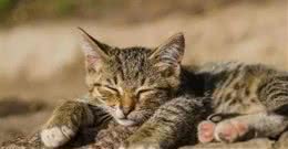 狸花猫被网友评为了最“糟心”的猫，至于原因，养过的都知道！
