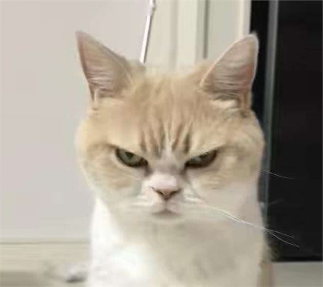训斥狗狗和猫咪的时候，狗狗会很顺从，为什么喵星人反而很张狂？