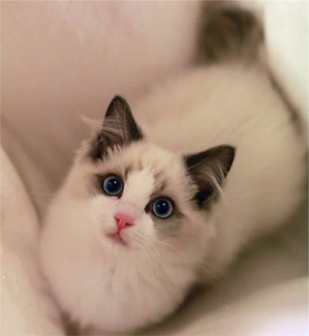 布偶猫忍痛的7个表现，你发现了吗？