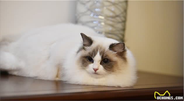 布偶猫忍痛的7个表现，你发现了吗？