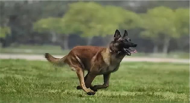 为什么马犬能成为警犬，原因有下面7个，你想了解吗？