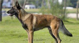 为什么马犬能成为警犬，原因有下面7个，你想了解吗？