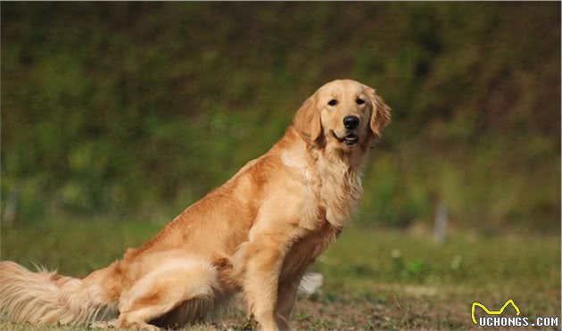 这5种优秀的伴侣犬，忠诚又可爱，你喜欢哪个？