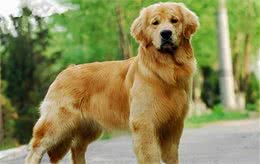各种名犬介绍