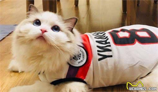 布偶猫—高配版的暹罗猫，我不只有暹罗猫的热情还有更多的温柔