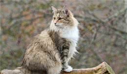 世界名猫-挪威森林猫