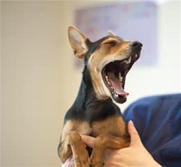 狗狗半夜在叫，是有原因的，你别忽视了