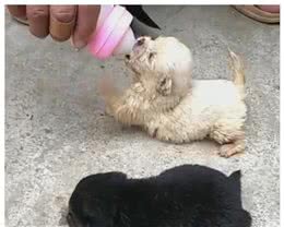 两只小奶狗被捡回家，第一餐就喂奶，小狗腿让人心疼