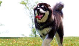 阿拉斯加犬有这些表现，那是缺少微量元素了