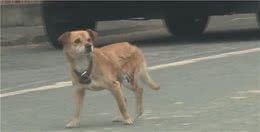 家园被烧，狗狗拖着伤腿每日寻主