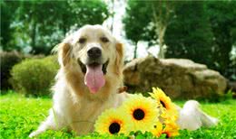 新手养狗4大攻略，你还不知道吧