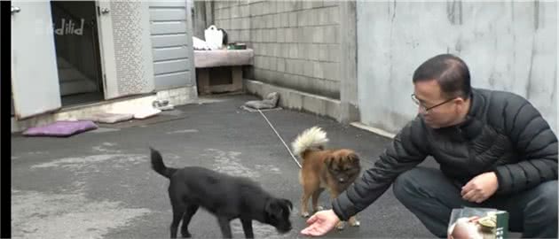 黑狗偷鞋成瘾为哪般，知道原因后令人啼笑皆非，有这样报恩的吗