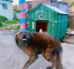 主人建了新狗屋，竟被猫咪占为己有，狗狗只能一脸委屈站在屋外