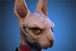 养猫，我劝你不要养“无毛猫”