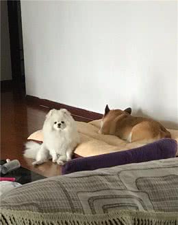 狗狗你有什么心事啊？真是怪可爱的呀