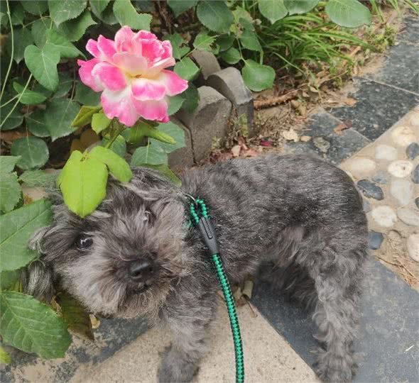 狗狗丢了什么方法最快最有效