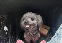 狗狗丢了什么方法最快最有效